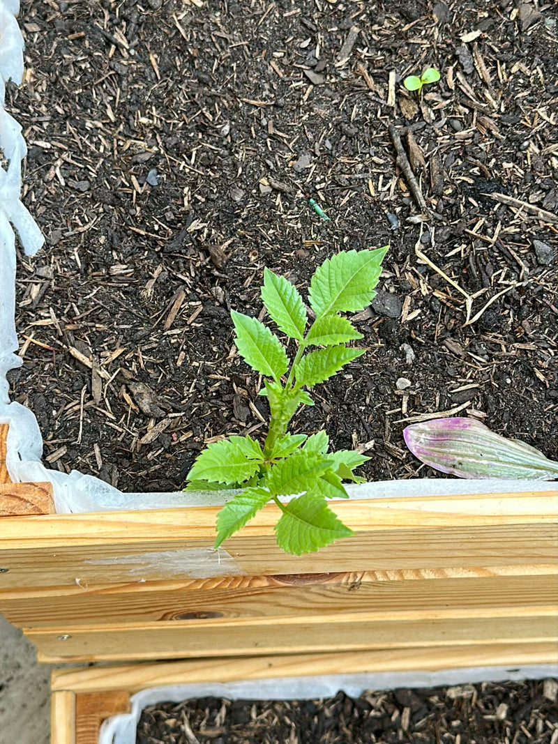 Garten-Dahlie — Bild 1
