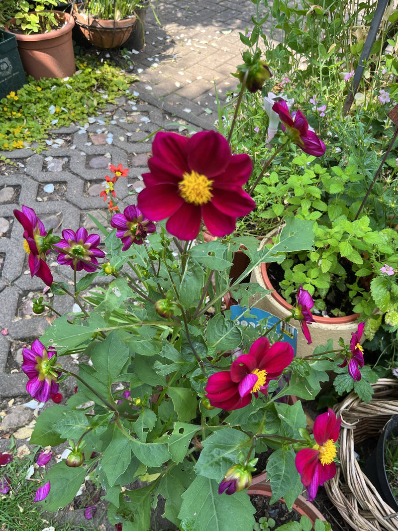 Garten-Dahlie — Bild 4