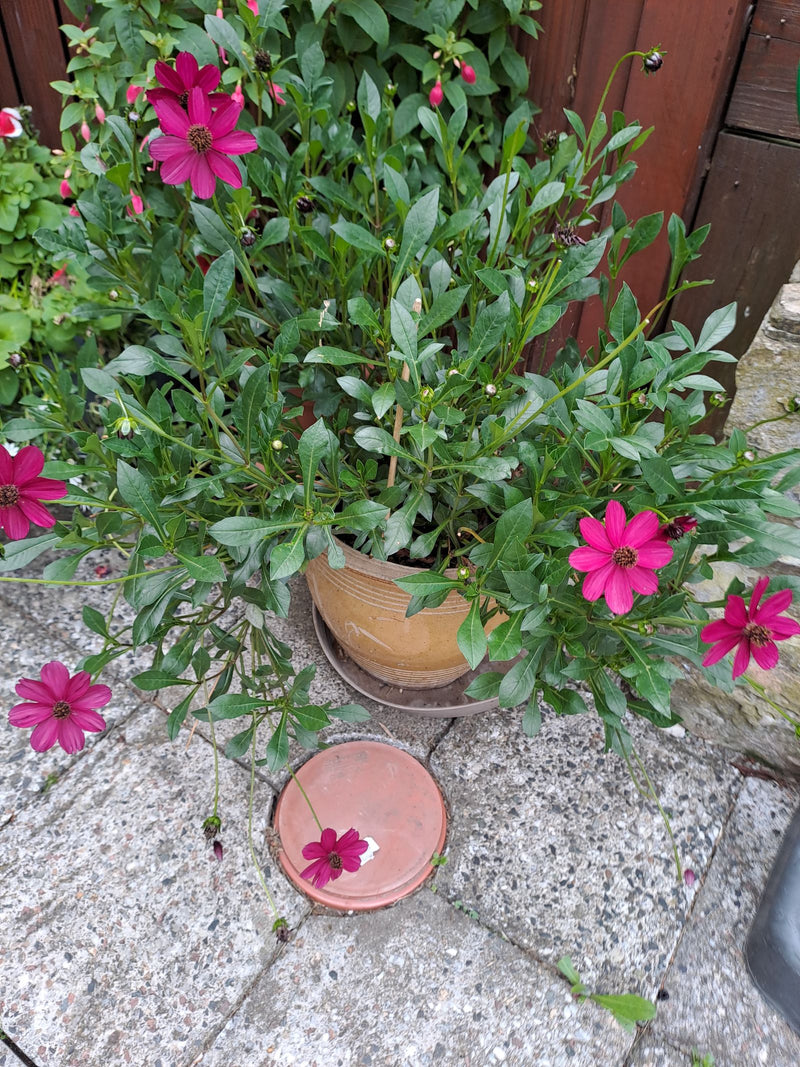 Garten-Dahlie — Bild 5