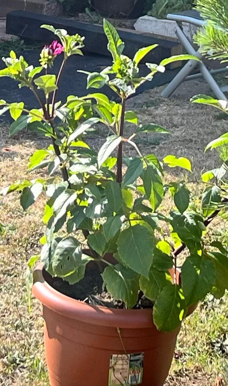 Garten-Dahlie — Bild 3