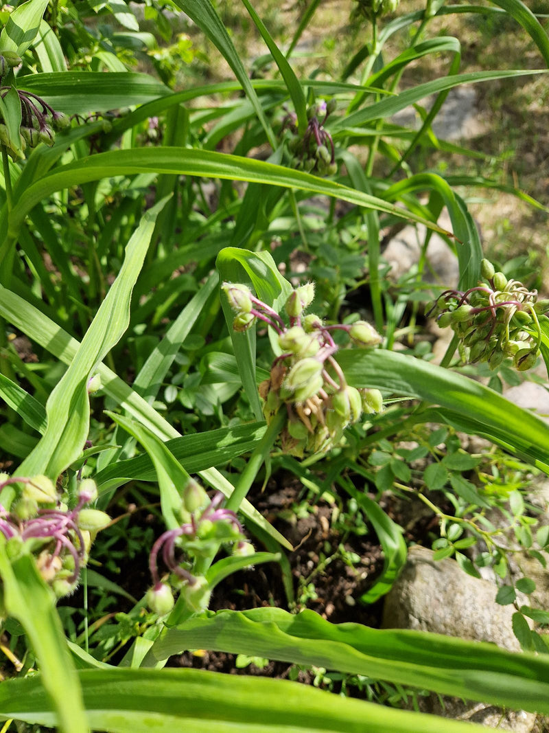 Garten-Dreimasterblume — Bild 1