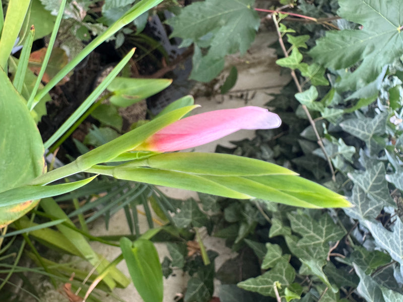 Eine rosa Blütenknospe einer Garten-Gladiole steht kurz vor dem Aufblühen, umgeben von grünen Blättern und Efeu.
