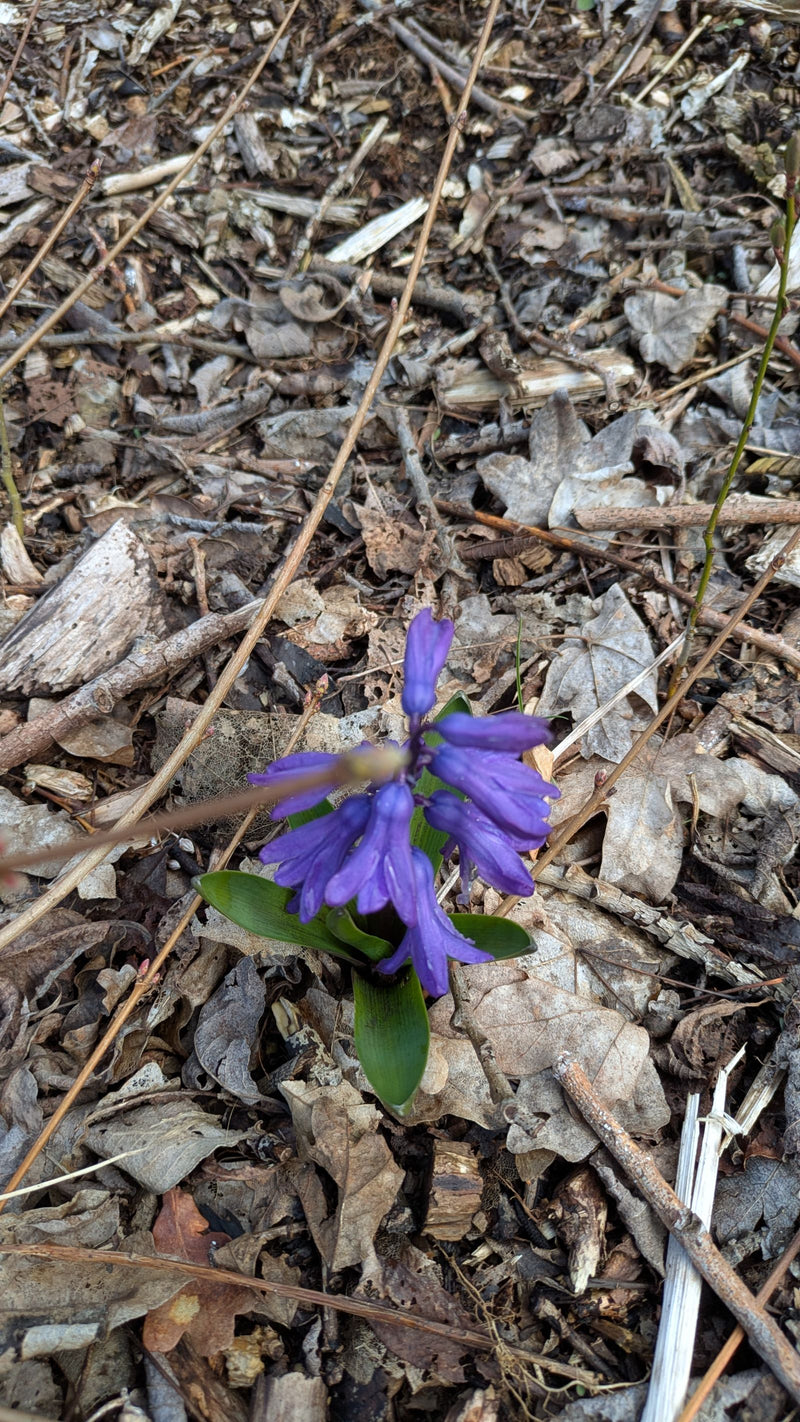 Hyazinthe — Bild 2
