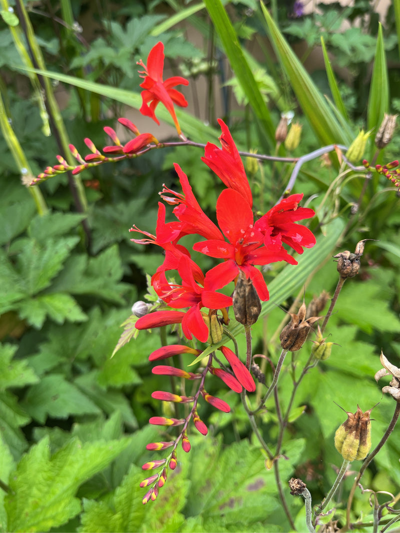 Garten-Montbretie — Bild 3