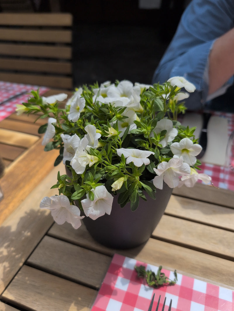 Garten-Petunie — Bild 5