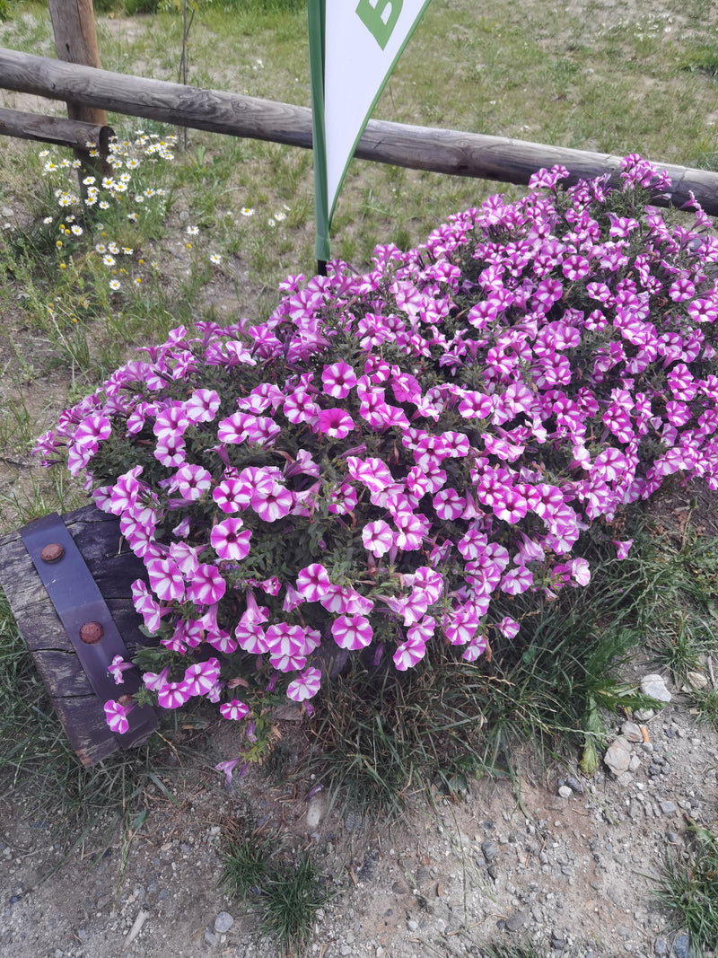 Garten-Petunie — Bild 2
