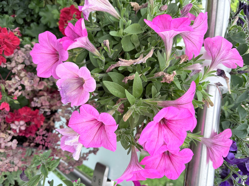 Garten-Petunie — Bild 3