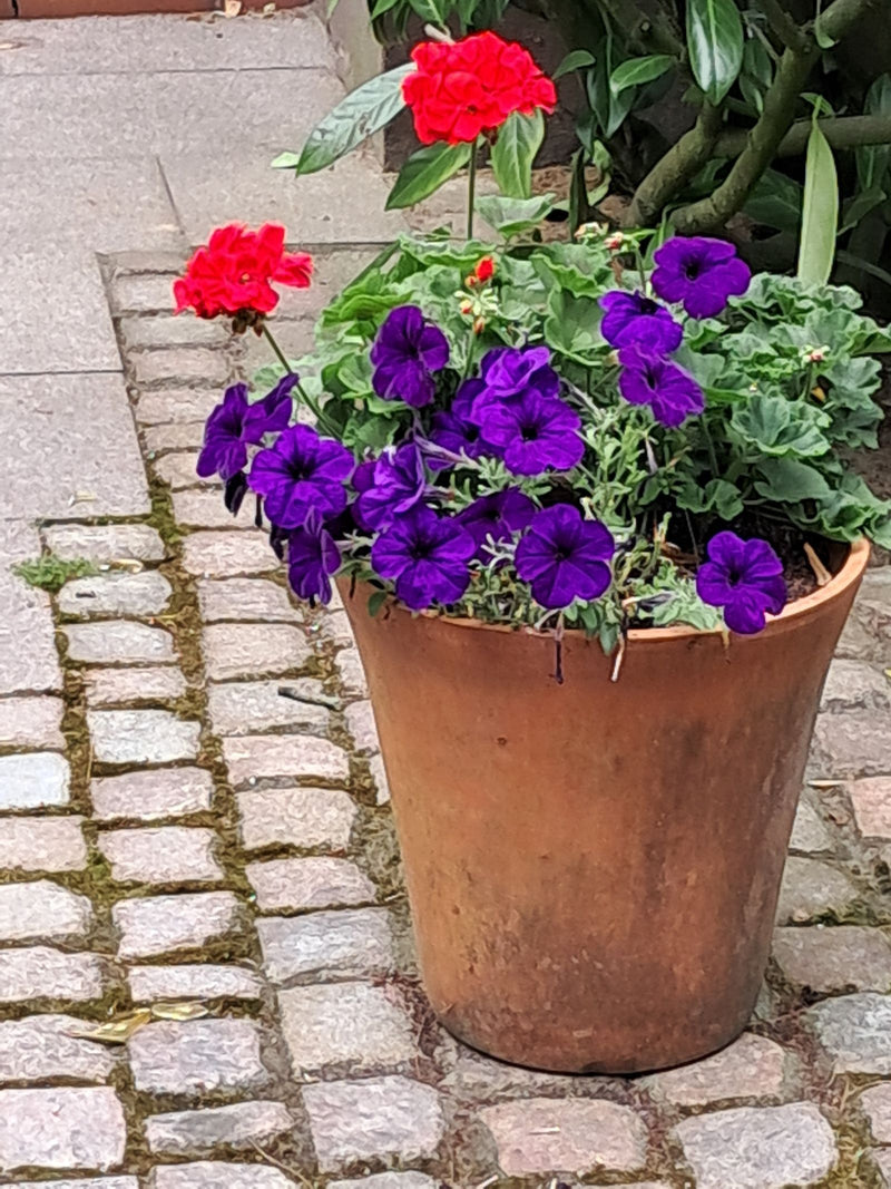 Garten-Petunie — Bild 3