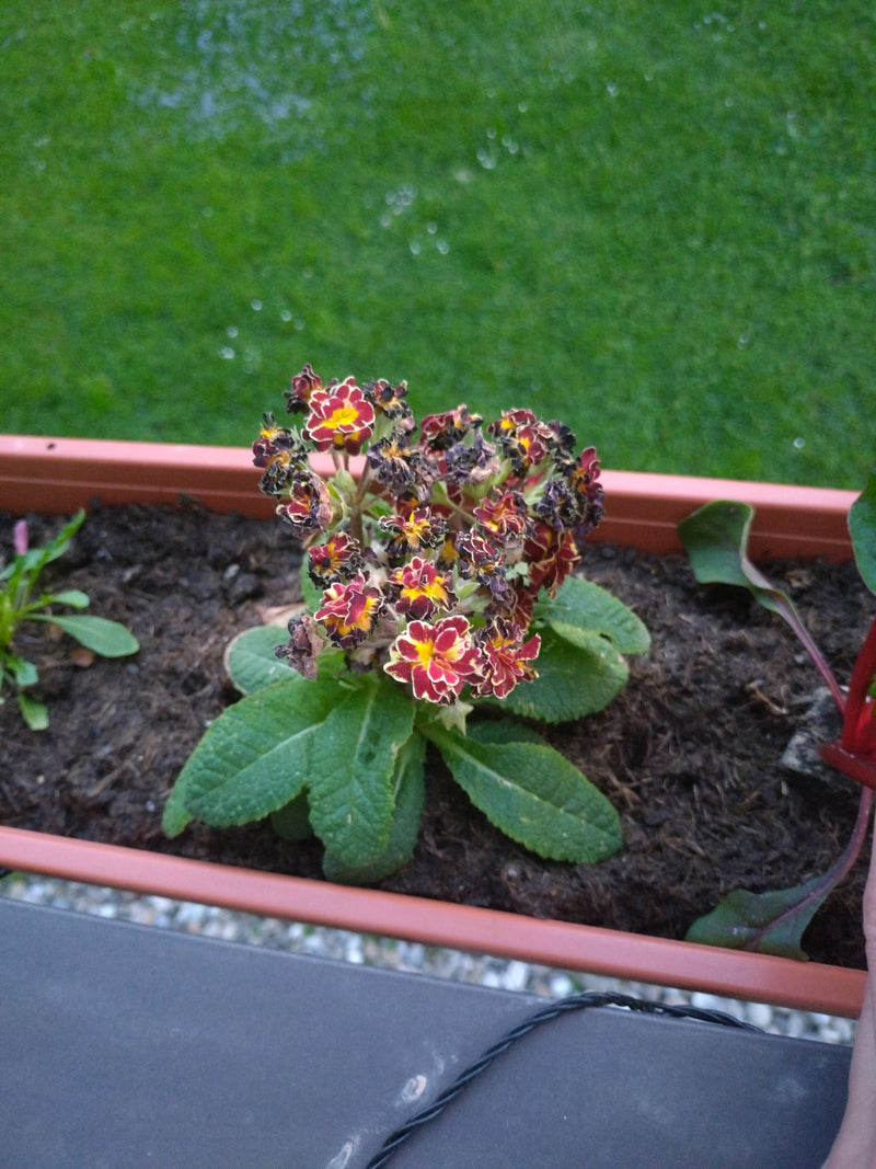 Garten-Primel — Bild 1