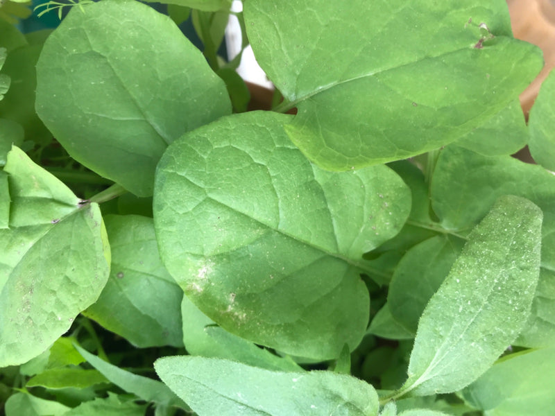 Garten-Rettich — Bild 3
