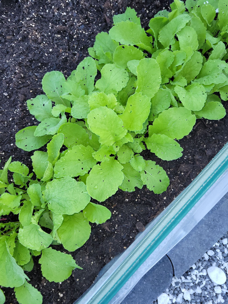 Junge Pflanzen des Garten-Rettichs wachsen dicht an dicht in der dunklen Erde eines Beetes. Die grünen Blätter weisen vereinzelt kleine Fraßlöcher auf.