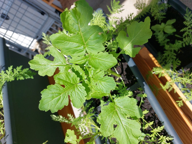 Garten-Rettich — Bild 2