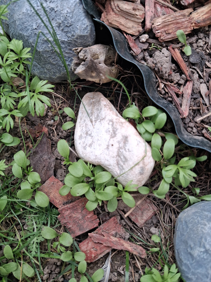Zahlreiche junge Keimlinge und Jungpflanzen des Garten-Rittersporns wachsen zwischen Rindenmulch und Steinen im Gartenboden.