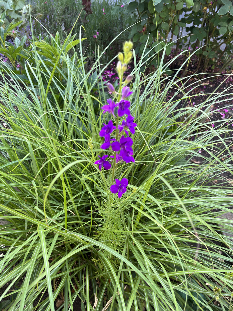 Garten-Rittersporn — Bild 1