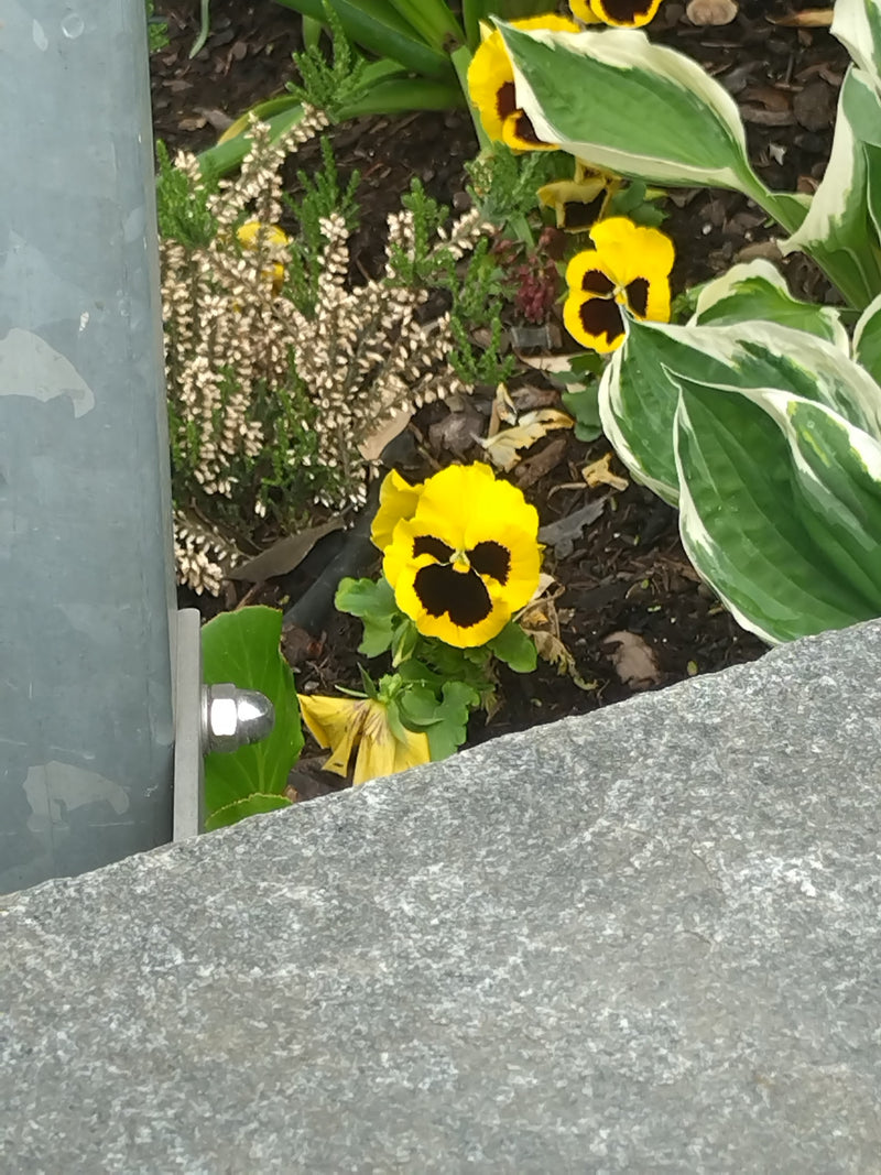 Garten-Stiefmütterchen — Bild 5