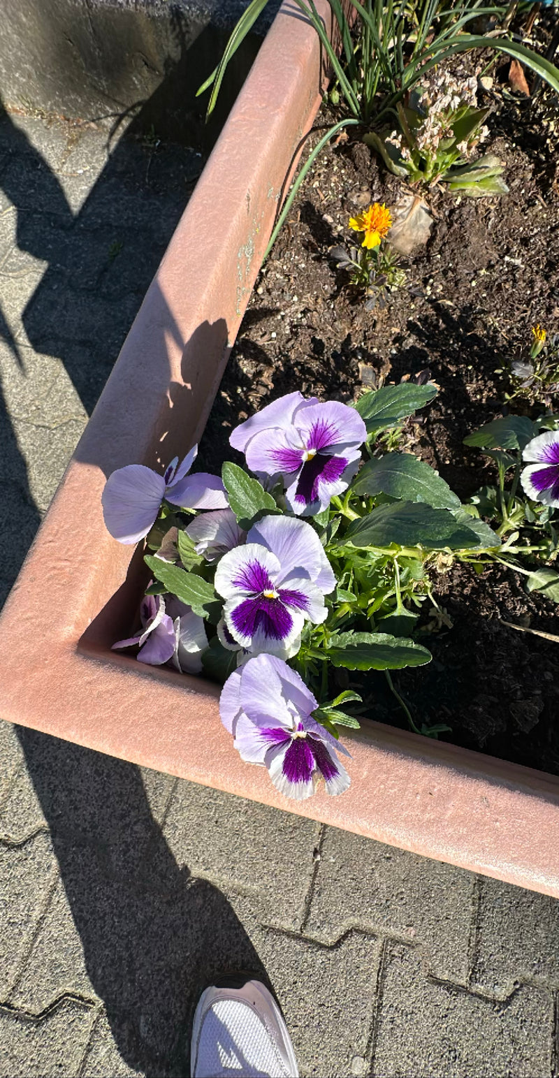 Garten-Stiefmütterchen — Bild 1
