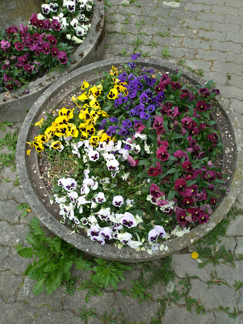 Garten-Stiefmütterchen — Bild 2