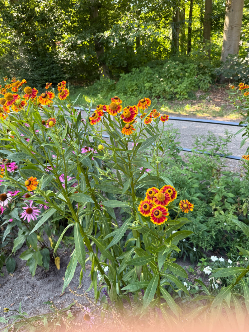 Garten-Stiefmütterchen — Bild 3