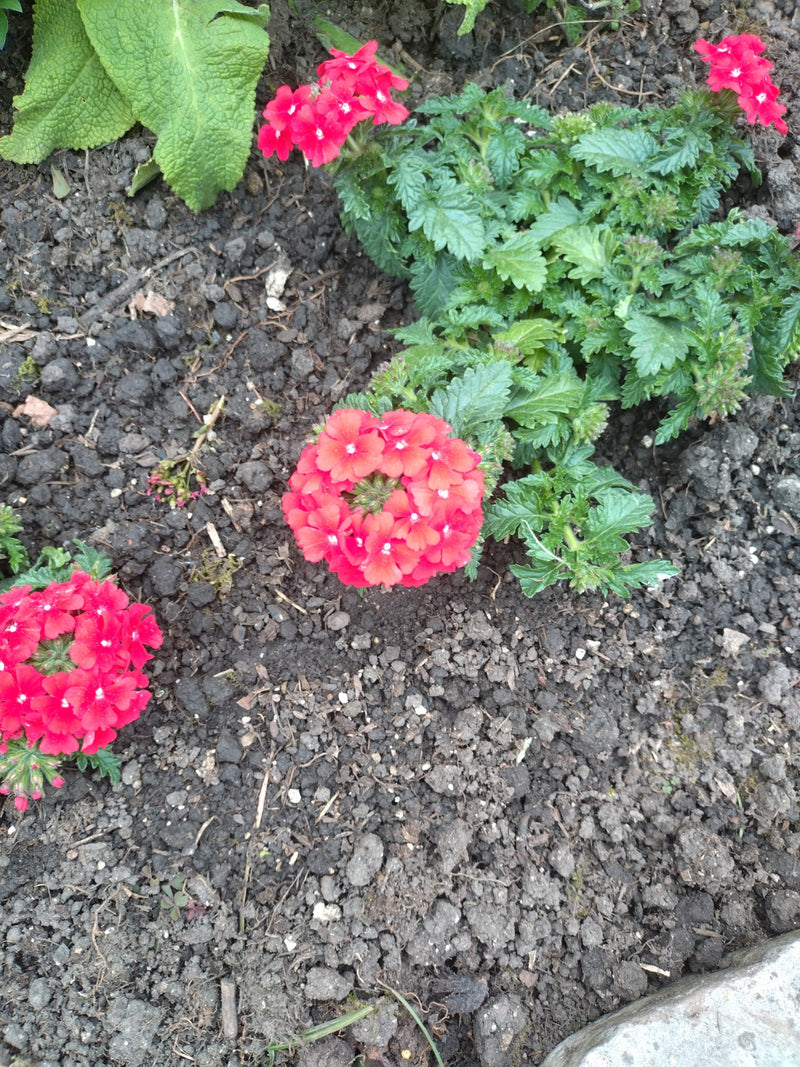 Garten-Verbene — Bild 1