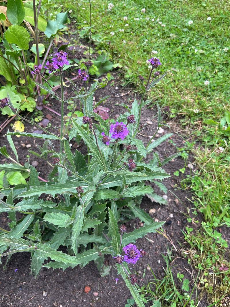 Garten-Verbene — Bild 2