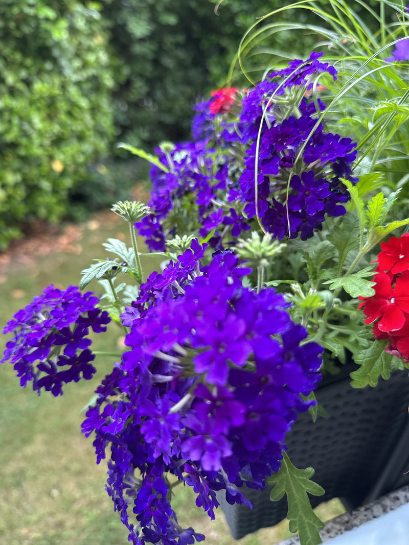 Garten-Verbene — Bild 4