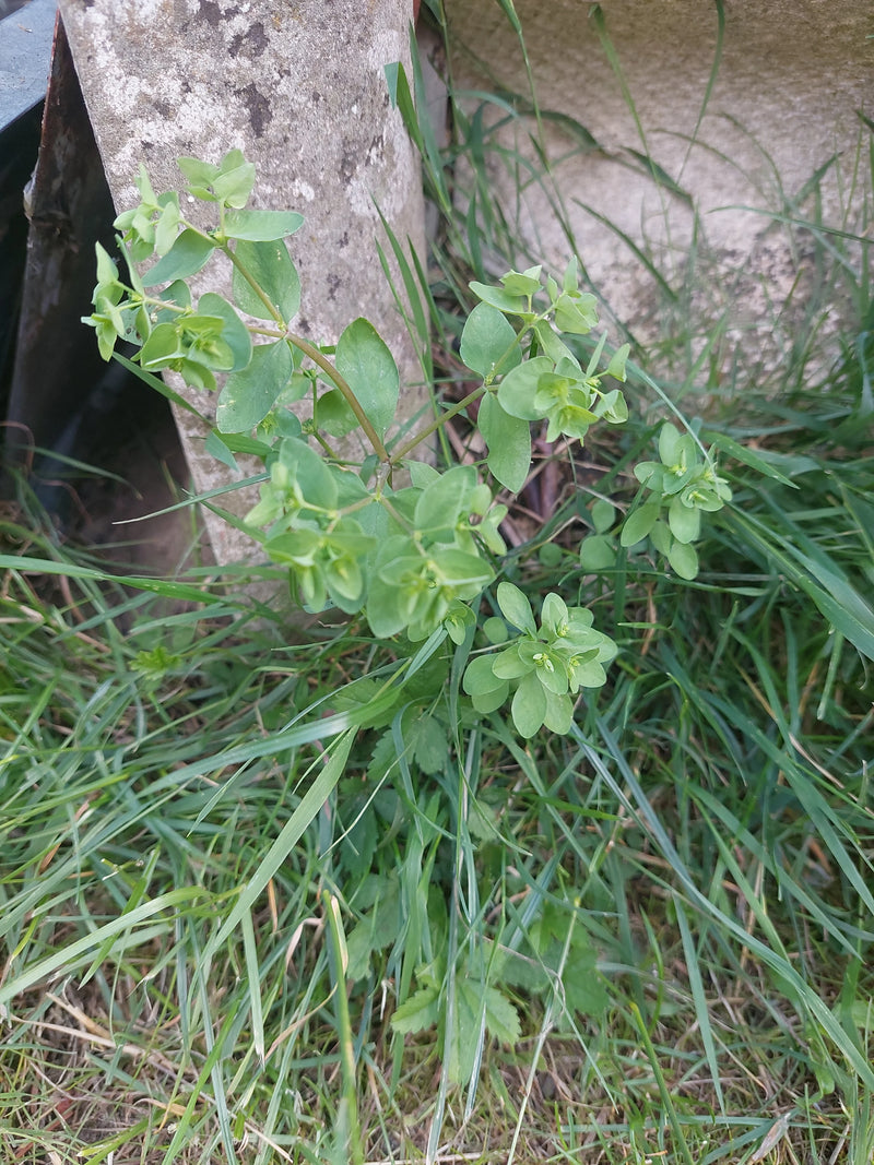 Garten-Wolfsmilch — Bild 2