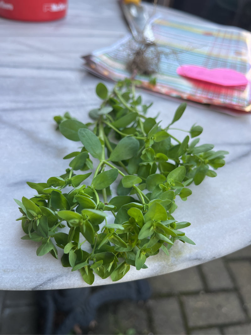 Garten-Wolfsmilch — Bild 5 von 6