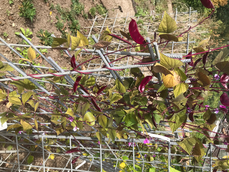 Zu sehen ist eine Gartenbohne mit grün-gelblichen Blättern und auffälligen, dunkelroten Hülsenfrüchten. Die Pflanze wächst an einem Metallgitter als Rankhilfe.