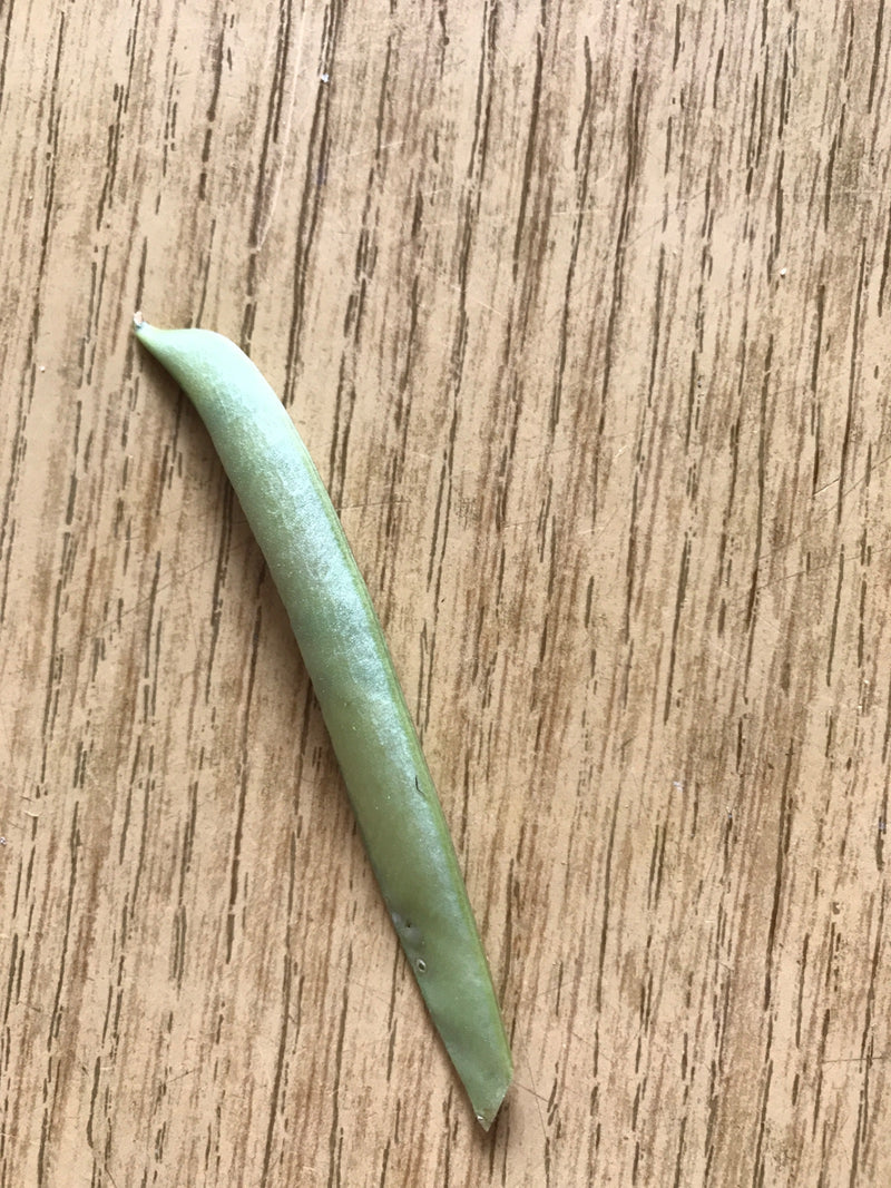 Gartenbohne — Bild 3