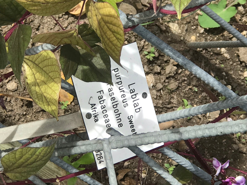 Gartenbohne — Bild 5 von 14