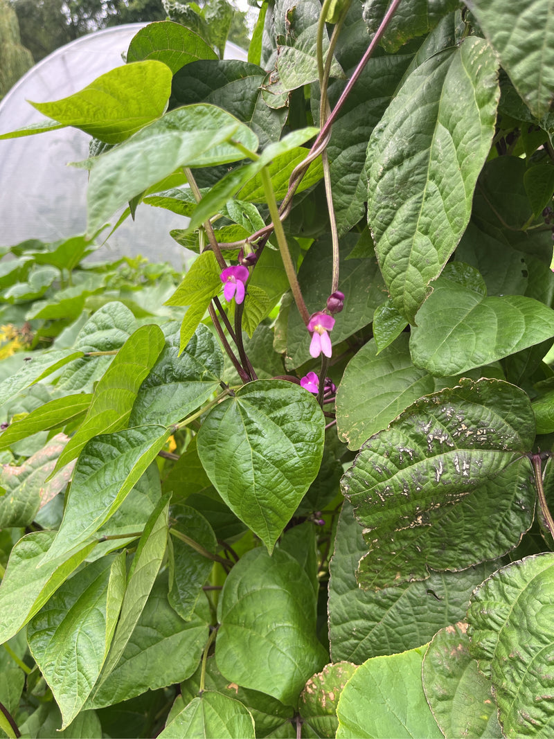 Gartenbohne — Bild 4