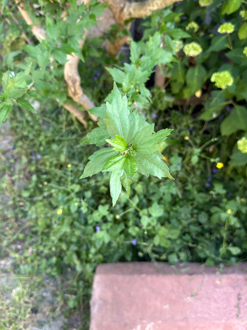 Hibiskus — Bild 2