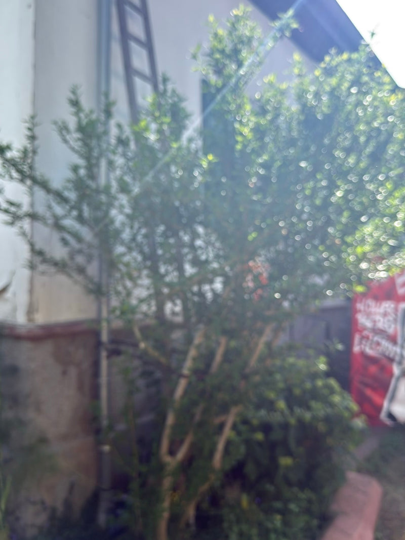 Hibiskus — Bild 1
