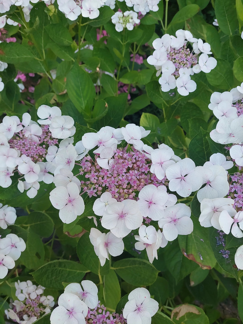 Hortensien — Bild 4
