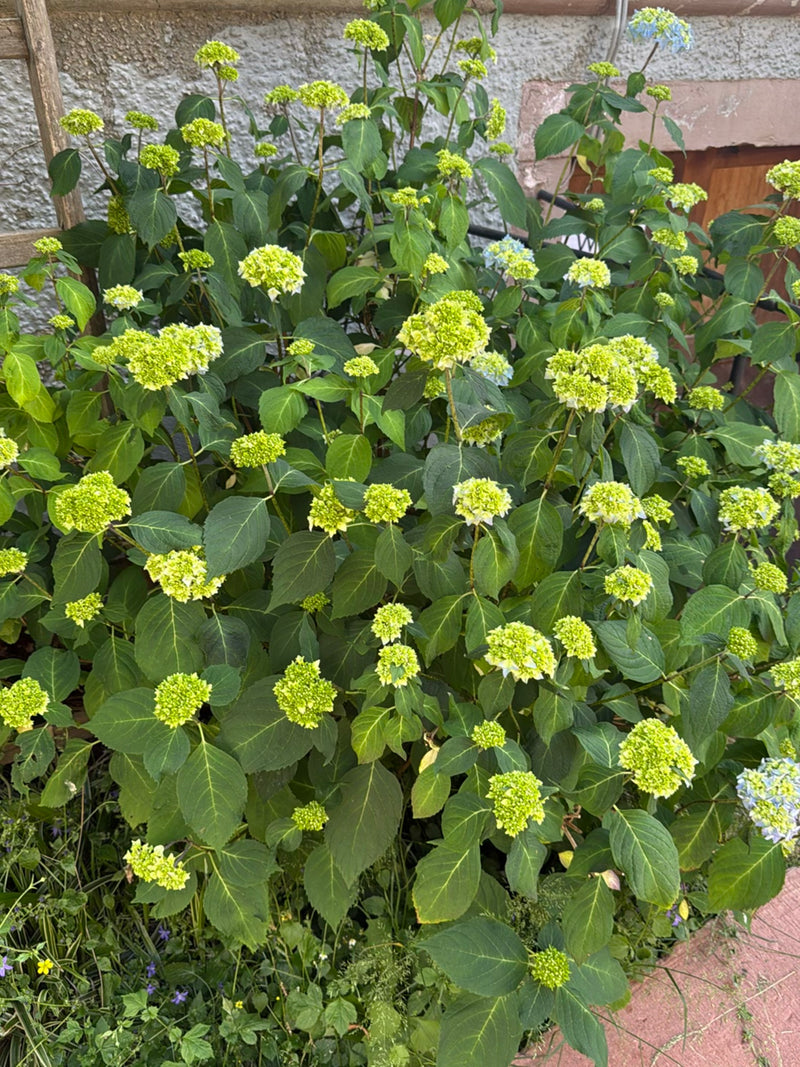 Hortensien — Bild 5