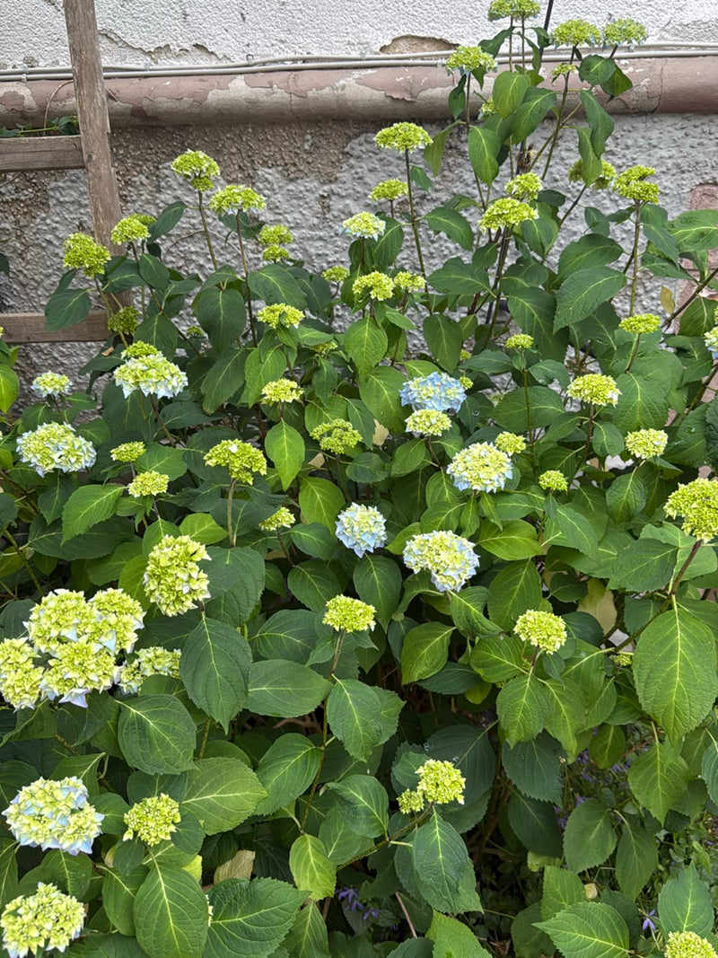 Hortensien — Bild 4