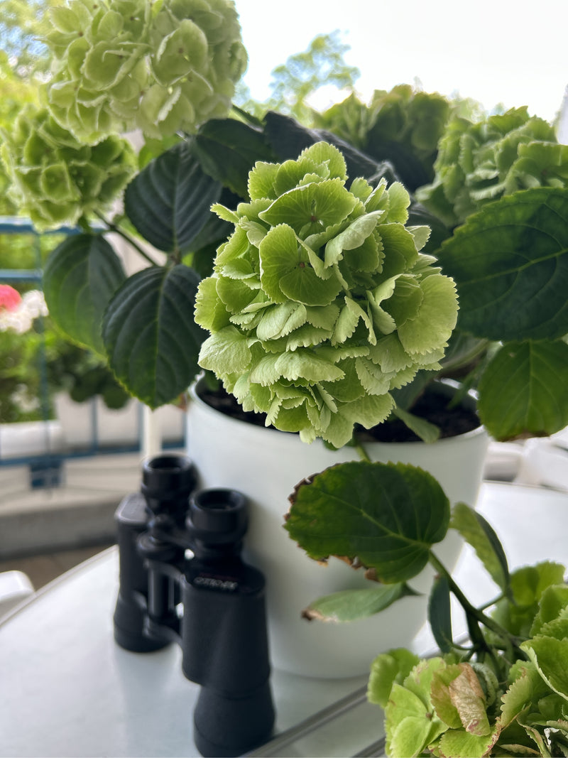 Hortensien — Bild 1