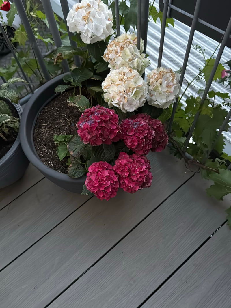 Hortensien — Bild 5