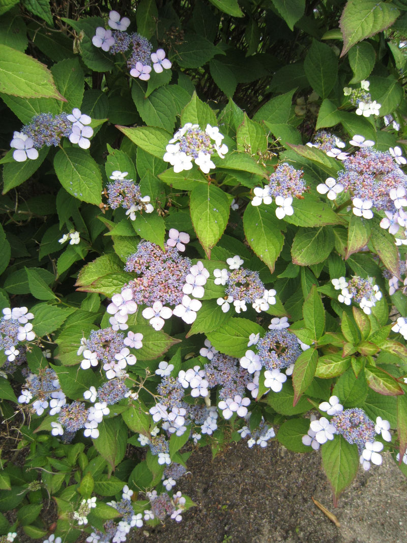 Hortensien — Bild 3