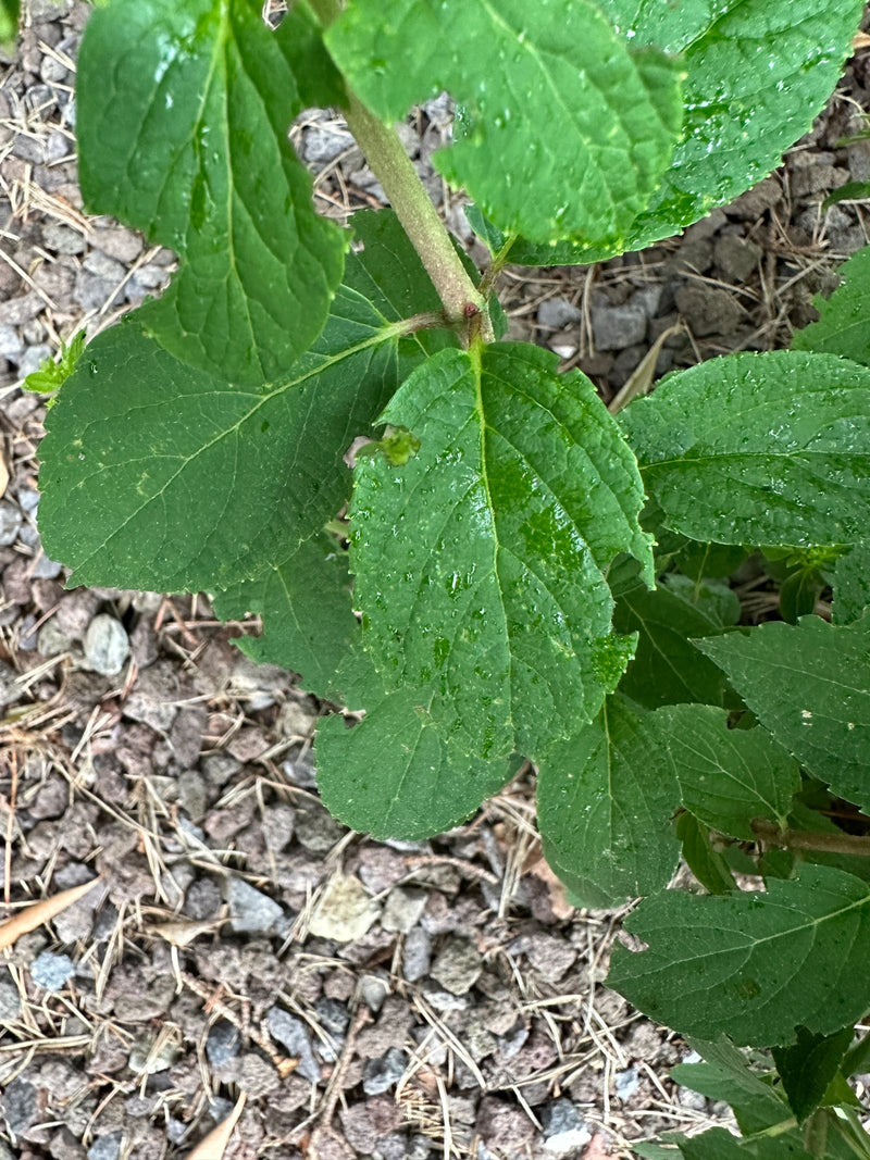 Hortensien — Bild 1