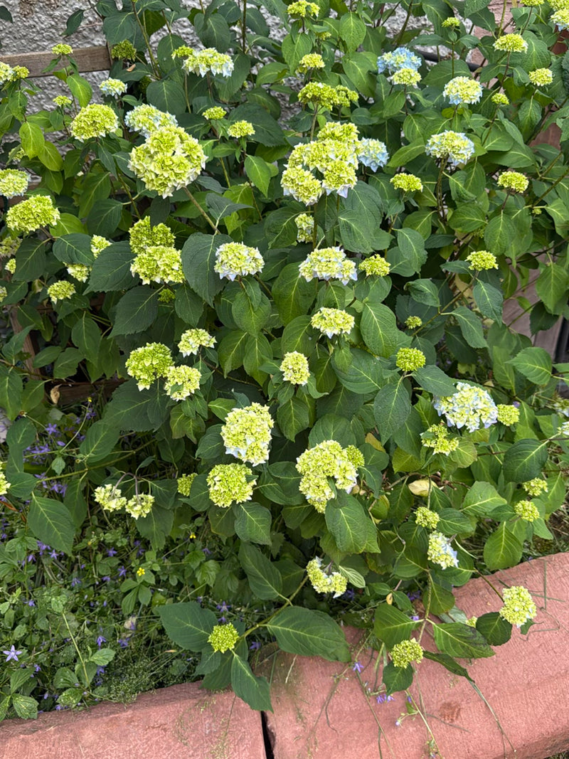 Hortensien — Bild 2