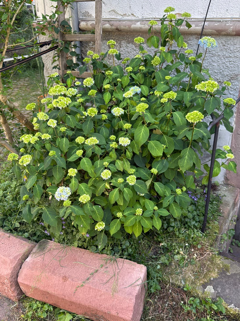 Hortensien — Bild 3