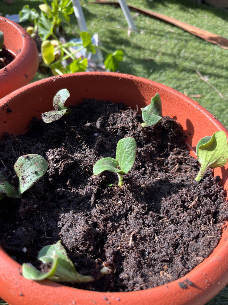 Zucchini — Bild 4 von 29