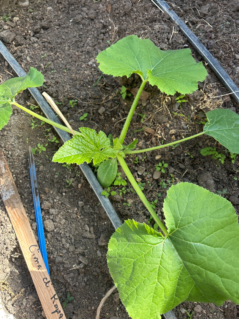 Zucchini — Bild 3