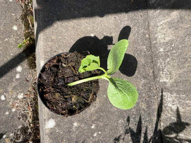 Zucchini — Bild 1