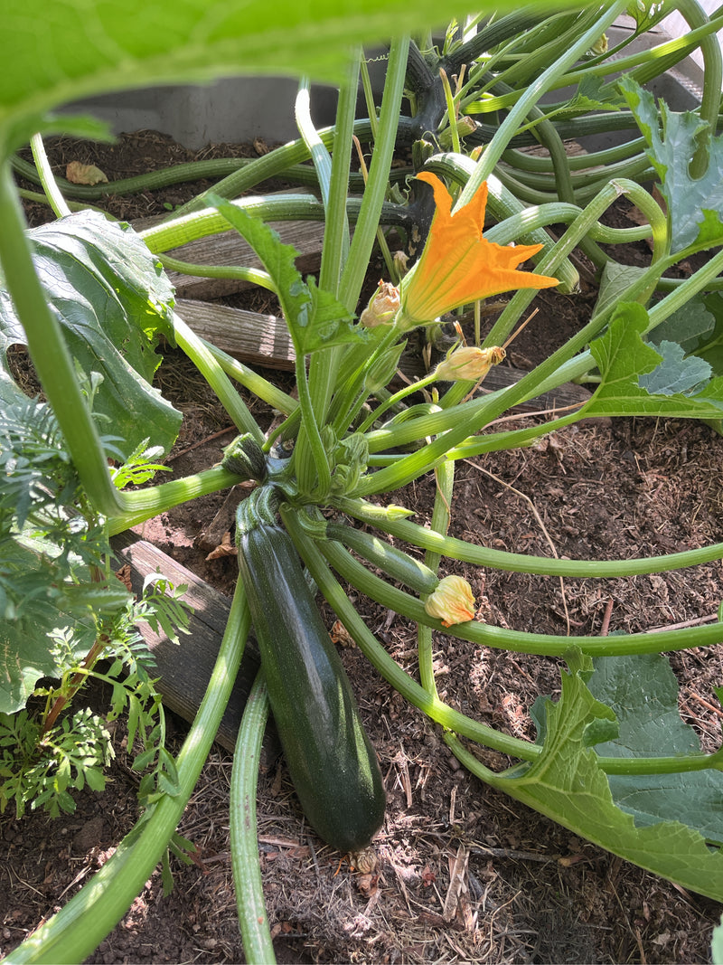 Zucchini — Bild 5 von 29