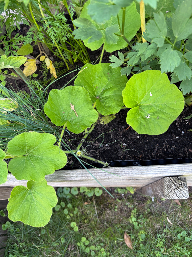 Zucchini — Bild 3 von 29