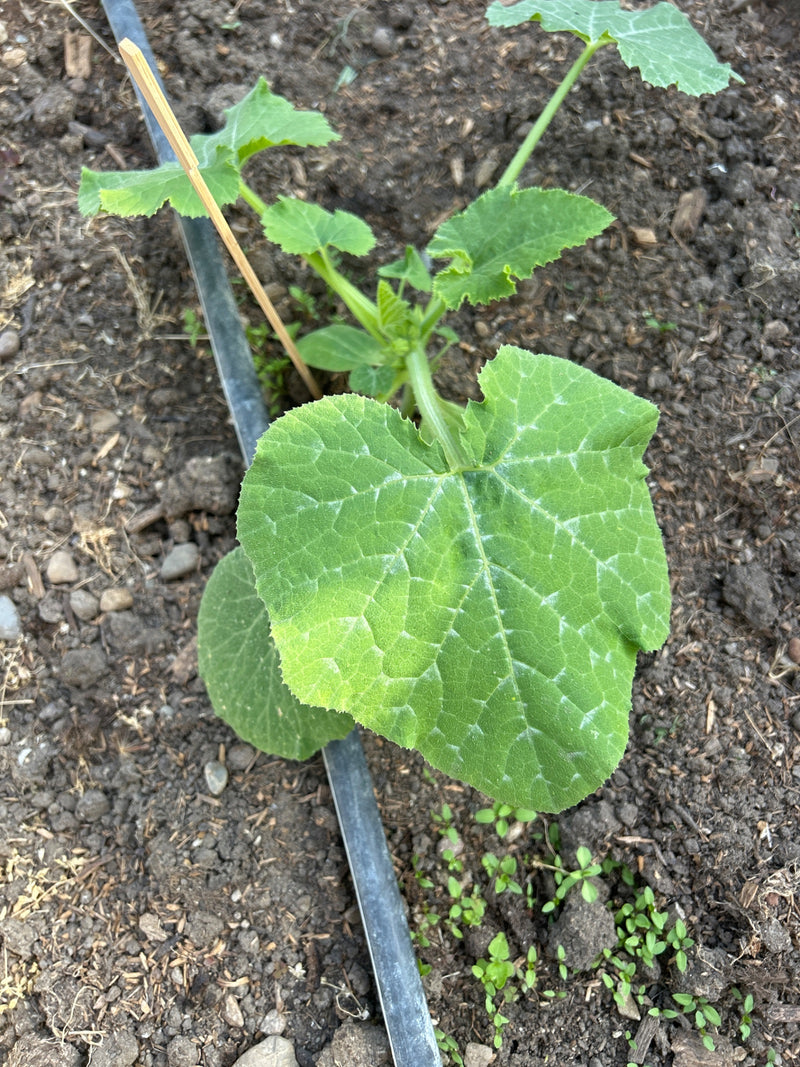 Zucchini — Bild 2