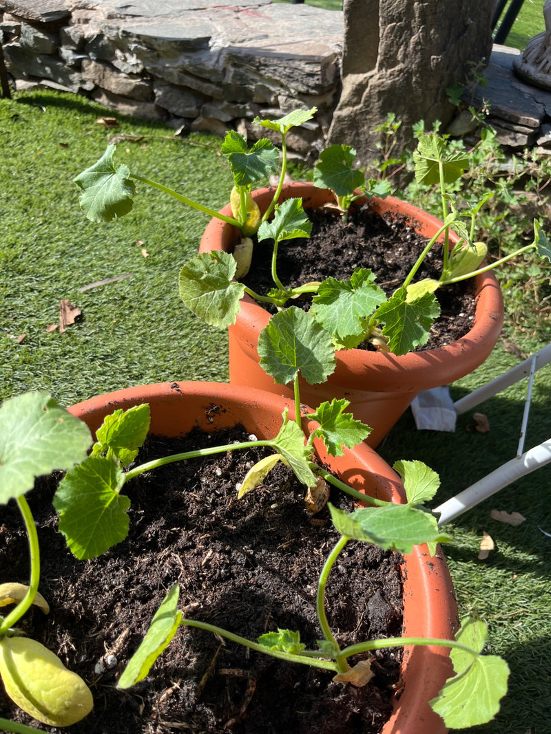 Zucchini — Bild 5