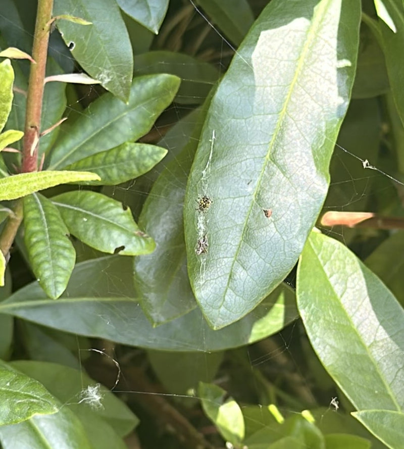 Gartenkreuzspinne — Bild 3